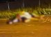 Motorista é socorrido após atropelar cavalo na zona sul de Londrina