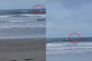 baleia-em-pontal-do-parana