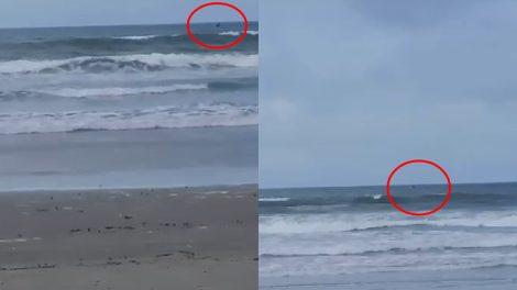 baleia-em-pontal-do-parana