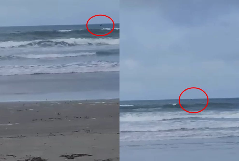 baleia-em-pontal-do-parana