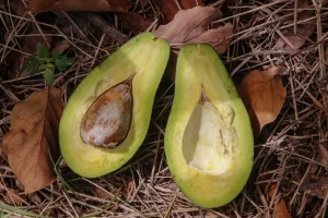 Produção de abacate cresce no Paraná; Apucarana é responsável por 88% da colheita