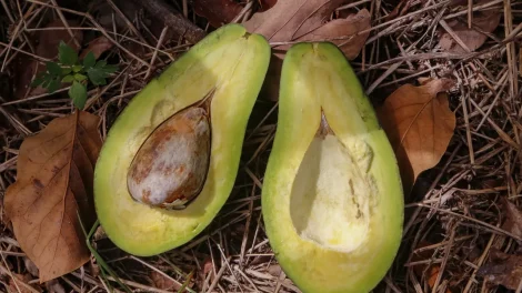 Produção de abacate cresce no Paraná; Apucarana é responsável por 88% da colheita