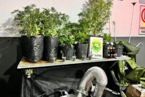 Associação canábica se manifesta após apreensão de plantas em sala comercial no centro de Maringá