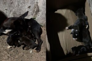 Filhotes são jogados vivos em bueiro na região; polícia investiga o caso