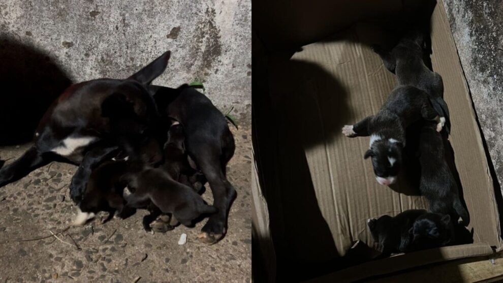 Filhotes são jogados vivos em bueiro na região; polícia investiga o caso