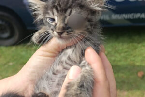 Gato ferido é deixado em caixa com aviso antes de ser salvo pela GCM em Paranavaí