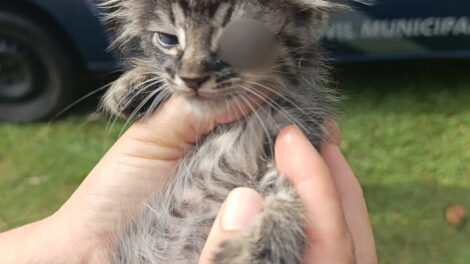 Gato ferido é deixado em caixa com aviso antes de ser salvo pela GCM em Paranavaí
