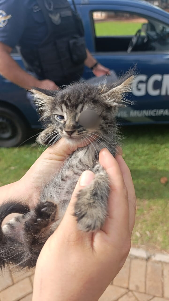 Gato ferido é deixado em caixa com aviso antes de ser salvo pela GCM em Paranavaí