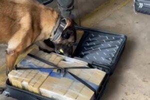 Homem é preso com 24 quilos de maconha escondidos em ônibus na rodoviária de Maringá