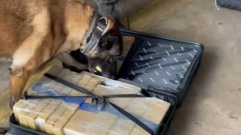 Homem é preso com 24 quilos de maconha escondidos em ônibus na rodoviária de Maringá