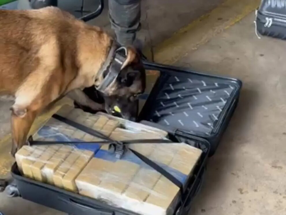 Homem é preso com 24 quilos de maconha escondidos em ônibus na rodoviária de Maringá