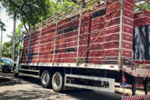 Motorista é preso com quase 2 toneladas de maconha escondidas em caminhão de frango vivo na região de Maringá; vídeo