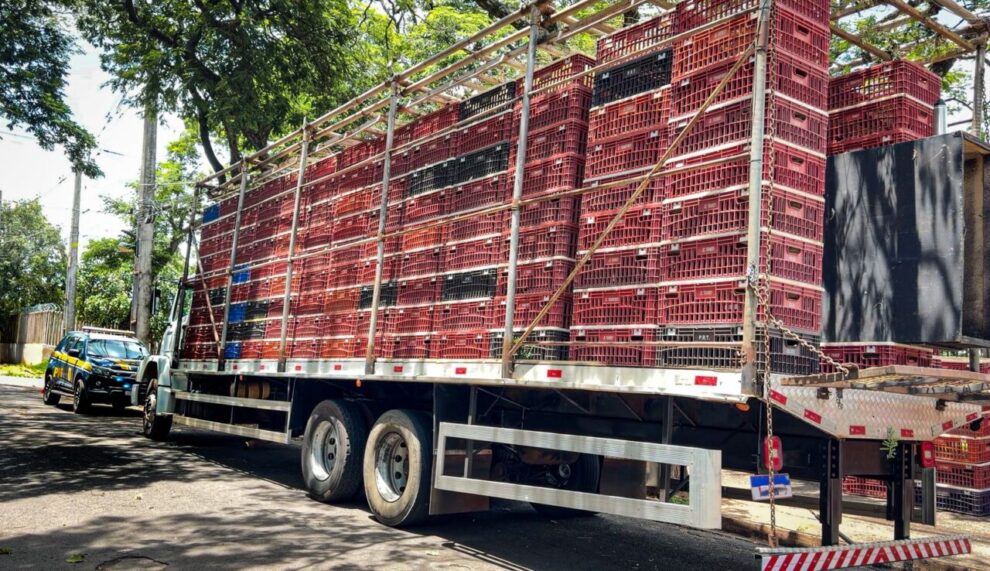 Motorista é preso com quase 2 toneladas de maconha escondidas em caminhão de frango vivo na região de Maringá; vídeo