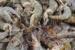 Paraná: pesca e comércio de espécies de camarão ficam proibidos até dia 30 de abril