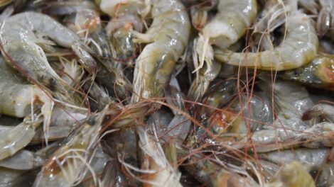 Paraná: pesca e comércio de espécies de camarão ficam proibidos até dia 30 de abril