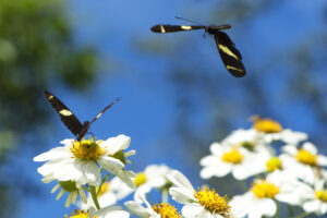 Paraná tem 78 mil “Maracanãs” de área protegida por Reservas Particulares do Patrimônio Natural