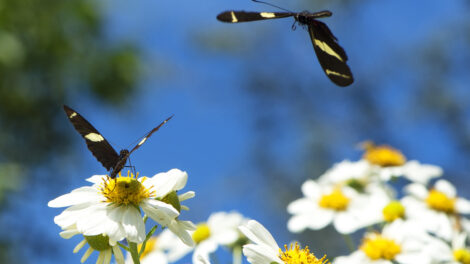 Paraná tem 78 mil “Maracanãs” de área protegida por Reservas Particulares do Patrimônio Natural
