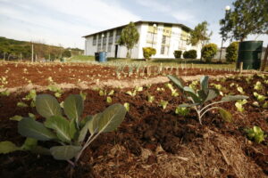 Prefeitura de Maringá quer instalar wi-fi gratuito em hortas comunitárias