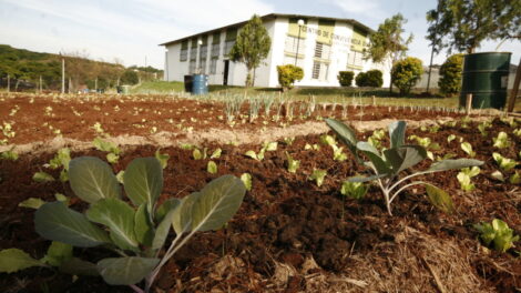 Prefeitura de Maringá quer instalar wi-fi gratuito em hortas comunitárias