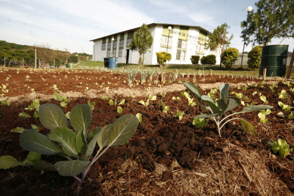 Prefeitura de Maringá quer instalar wi-fi gratuito em hortas comunitárias