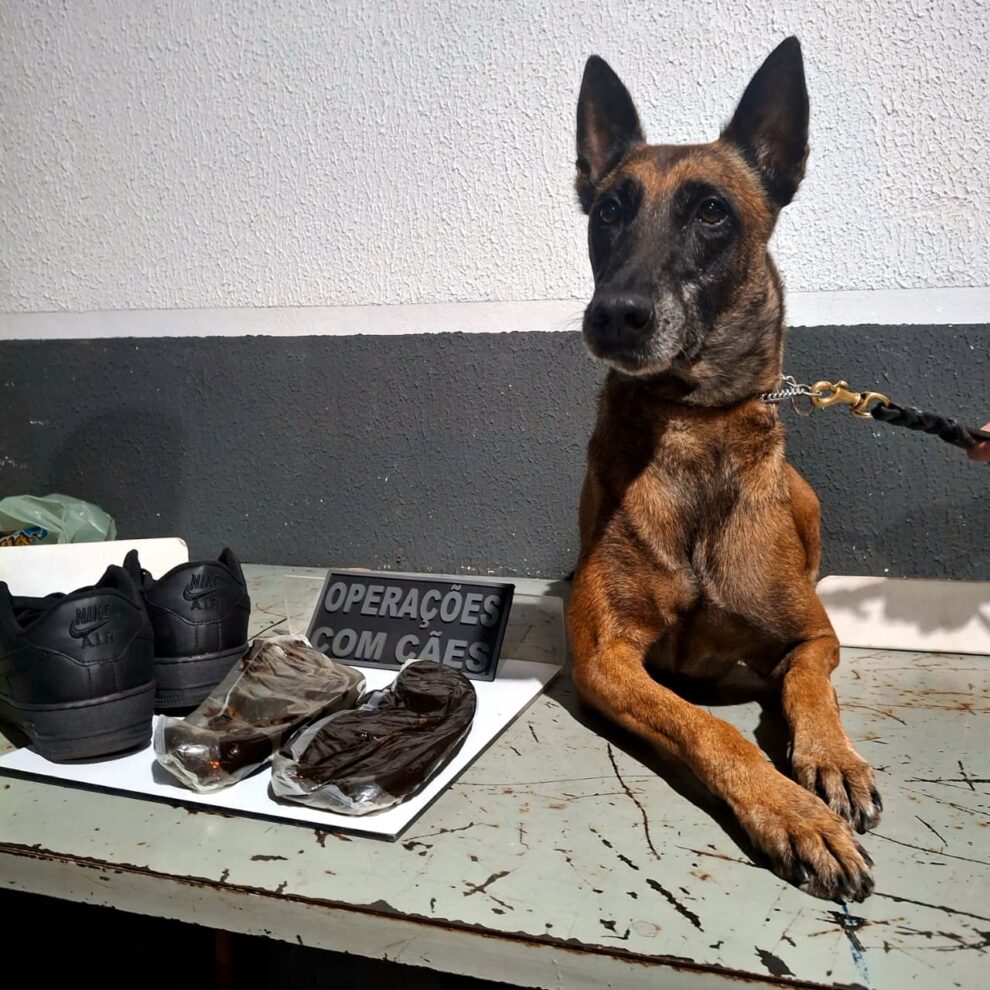 Cão farejador encontra droga avaliada em R$ 120 mil escondida em banheiro da rodoviária de Maringá