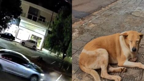 Caso Dara: motorista que atropelou e matou cadela comunitária em Ivaiporã é identificado