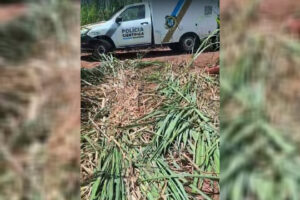 Corpo é encontrado em canavial na zona rural de Munhoz de Mello