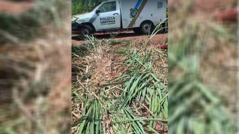 Corpo é encontrado em canavial na zona rural de Munhoz de Mello
