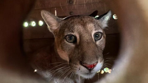 Dois dias depois do resgate, onça-parda retorna à natureza na região de Maringá