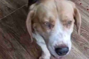 Homem é acusado de abusar sexualmente de cão, paga fiança e deixa a prisão no PR