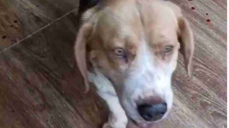 Homem é acusado de abusar sexualmente de cão, paga fiança e deixa a prisão no PR