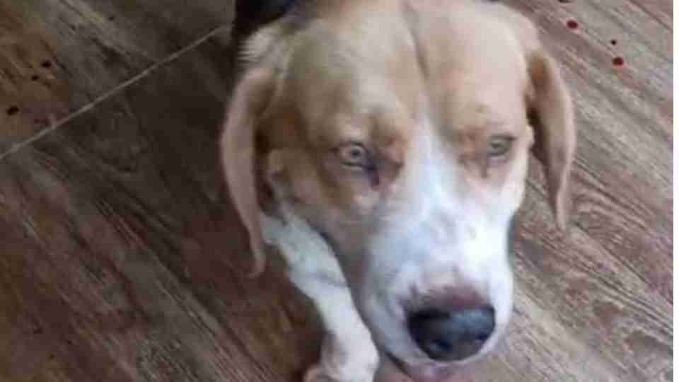 Homem é acusado de abusar sexualmente de cão, paga fiança e deixa a prisão no PR