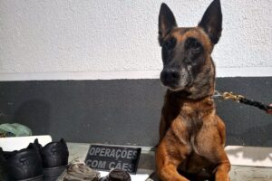 Kyara fareja droga de R$ 120 mil escondida em par de tênis em Maringá