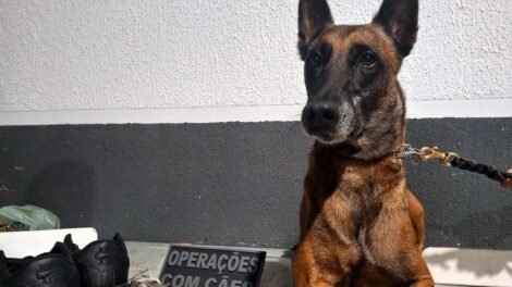 Kyara fareja droga de R$ 120 mil escondida em par de tênis em Maringá