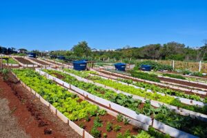 Maringá terá primeira horta comunitária que auxiliará em terapias de pacientes do CAPS