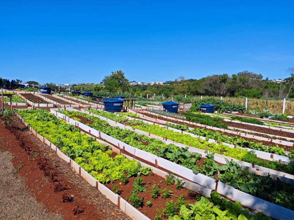 Maringá terá primeira horta comunitária que auxiliará em terapias de pacientes do CAPS