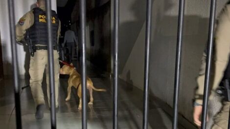 Pitbull ataca tutora e impede entrada dela em residência