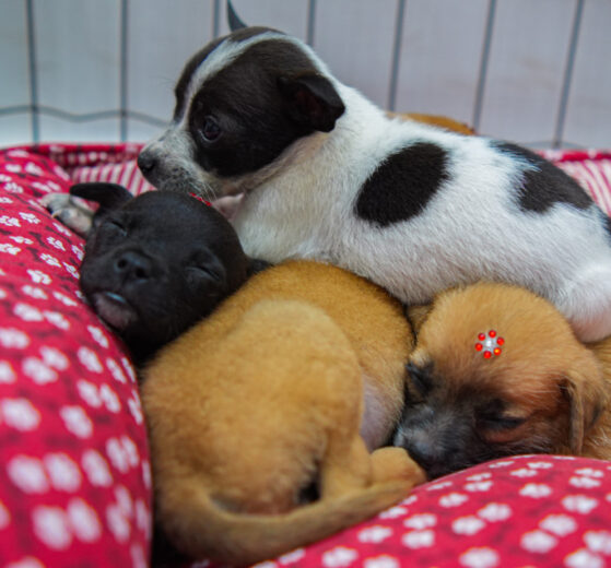 Prefeitura de Maringá promove feirinha de adoção de cães no Jardim Alvorada