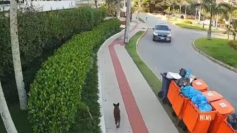 polícia vira alvo de críticas após lacunas na investigação; entenda o motivo