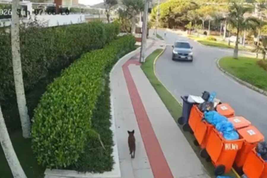 polícia vira alvo de críticas após lacunas na investigação; entenda o motivo