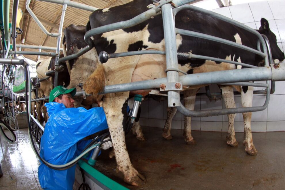 Cadeia do Leite manifesta apreensão com a redução da jornada de trabalho  - Maringá Post