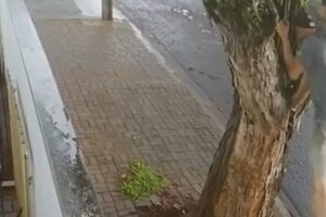 Homem escala árvore e furta fios em plena luz do dia em Maringá; vídeo flagra ação