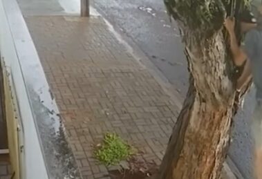 Homem escala árvore e furta fios em plena luz do dia em Maringá; vídeo flagra ação