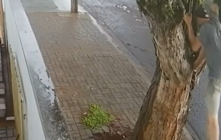 Homem escala árvore e furta fios em plena luz do dia em Maringá; vídeo flagra ação