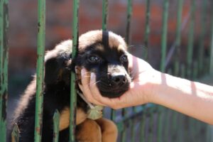 Maringá registra mais de 4 mil denúncias de maus-tratos a animais em dois meses