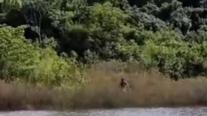 Tarado que aterrorizou mulher em banheiro do Parque do Ingá é preso pela Guarda Municipal; vídeo