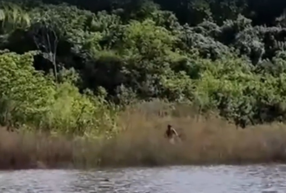 Tarado que aterrorizou mulher em banheiro do Parque do Ingá é preso pela Guarda Municipal; vídeo