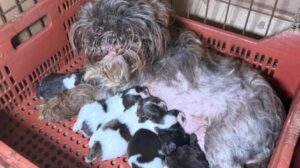 Veterinária é presa após resgate de 80 cães em situação de maus-tratos no Paraná