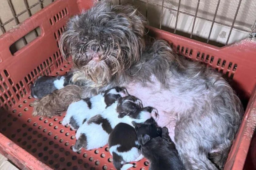 Veterinária é presa após resgate de 80 cães em situação de maus-tratos no Paraná