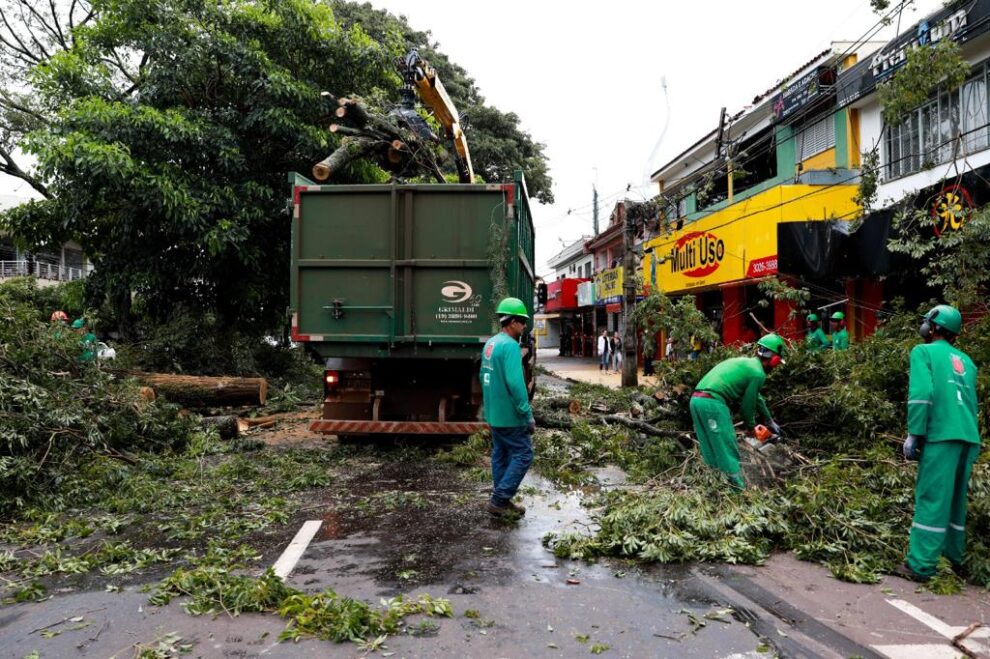 Após suspensão, Prefeitura de Maringá reabre edital de R$ 80 milhões para podas e remoções de árvores